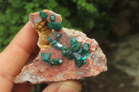 Natural Dioptase On Dolomite Specimens x 6 From Likasi, Congo