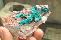 Natural Dioptase On Dolomite Specimens x 6 From Likasi, Congo