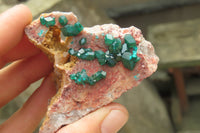 Natural Dioptase On Dolomite Specimens x 6 From Likasi, Congo