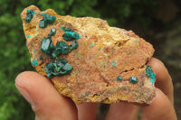 Natural Dioptase On Dolomite Specimens x 6 From Likasi, Congo