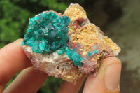 Natural Dioptase On Dolomite Specimens x 6 From Likasi, Congo