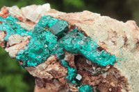 Natural Dioptase On Dolomite Specimens x 6 From Likasi, Congo