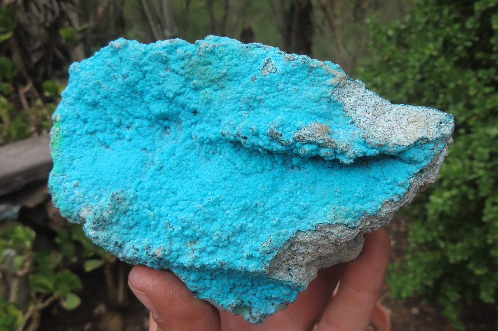 Botryoidal Malachite on Chrysocolla Specimen on sale Raw Natural from the Congo