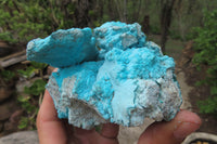 Natural Botryoidal Chrysocolla Specimens x 4 From Lupoto Mine, Congo