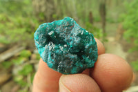 Natural Dioptase On Dolomite Specimens x 12 From Likasi, Congo