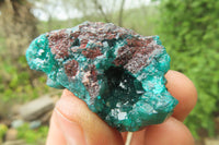 Natural Dioptase On Dolomite Specimens x 12 From Likasi, Congo