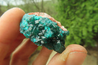 Natural Dioptase On Dolomite Specimens x 12 From Likasi, Congo