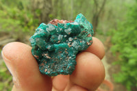 Natural Dioptase On Dolomite Specimens x 12 From Likasi, Congo