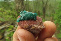 Natural Dioptase On Dolomite Specimens x 12 From Likasi, Congo