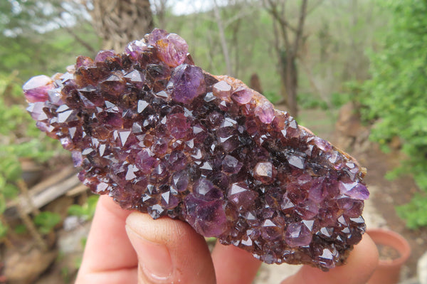 Natural Amethystos Amethyst Plates x 12 From Kwaggafontein, South Africa