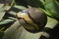 Polished Septerye Eggs x 3 From Mahajanga, Madagascar