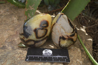 Polished Septerye Eggs x 3 From Mahajanga, Madagascar