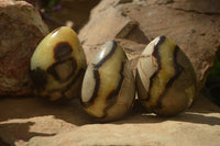 Polished Septerye Eggs x 3 From Mahajanga, Madagascar