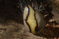 Polished Septerye Eggs x 3 From Mahajanga, Madagascar