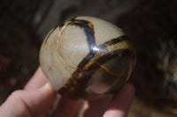 Polished Septerye Eggs x 3 From Mahajanga, Madagascar