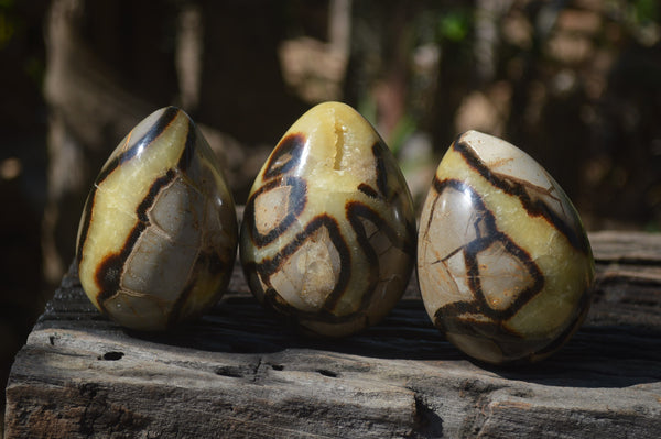 Polished Septerye Eggs x 3 From Mahajanga, Madagascar