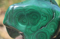 Polished Flower Banded Malachite Free Forms x 3 From Congo