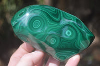 Polished Flower Banded Malachite Free Forms x 3 From Congo