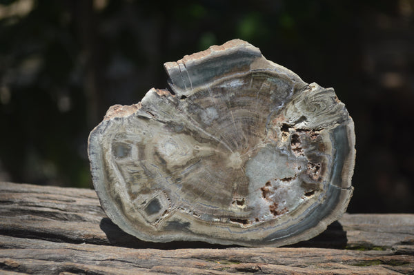 Polished Petrified Wood Slices x 6 From Gokwe, Zimbabwe