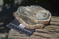 Polished Petrified Wood Slices x 6 From Gokwe, Zimbabwe