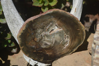 Polished Petrified Wood Slices x 6 From Gokwe, Zimbabwe