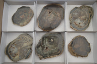 Polished Petrified Wood Slices x 6 From Gokwe, Zimbabwe