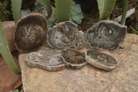 Polished Petrified Wood Slices x 6 From Gokwe, Zimbabwe