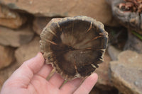 Polished Petrified Wood Slices x 6 From Gokwe, Zimbabwe