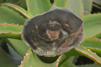 Polished Petrified Wood Slices x 6 From Gokwe, Zimbabwe