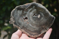 Polished Petrified Wood Slices x 6 From Gokwe, Zimbabwe