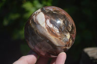 Polished Podocarpus Petrified Wood Spheres x 2 From Mahajanga, Madagascar