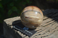 Polished Podocarpus Petrified Wood Spheres x 2 From Mahajanga, Madagascar