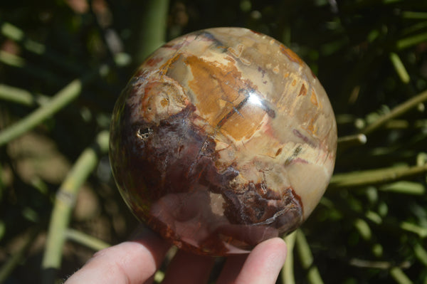 Polished Podocarpus Petrified Wood Spheres x 2 From Mahajanga, Madagascar