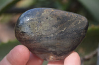 Polished Pharaoh Stone Palm Stones x 6 From Zimbabwe