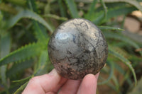 Polished Pharaoh Stone Palm Stones x 6 From Zimbabwe