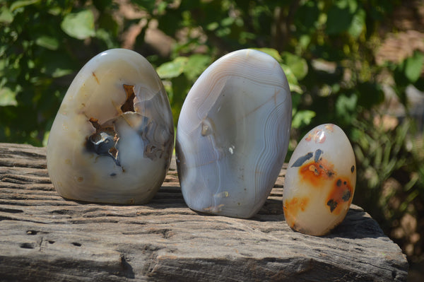 Polished Dendritic Agate Standing Free Forms x 3 From Madagascar