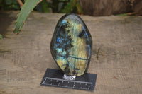 Polished Labradorite Standing Free Forms x 2 From Madagascar