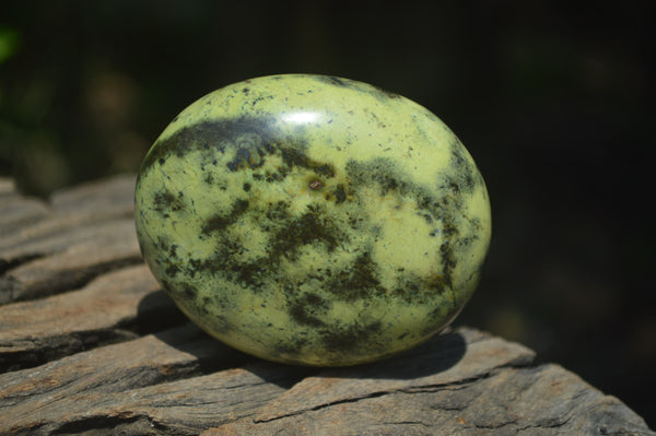 Polished Leopard Stone Free Forms x 6 From Zimbabwe