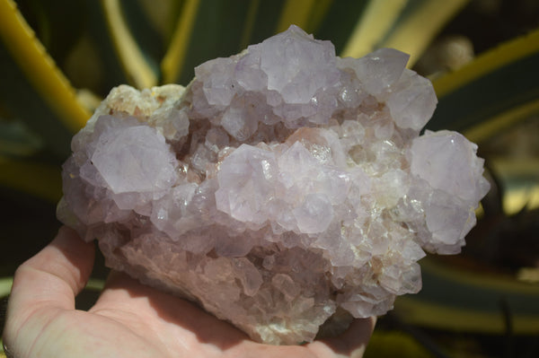 Natural Cactus Flower Spirit Quartz Cluster x 1 From Boekenhouthoek, South Africa