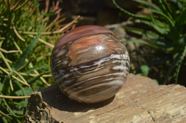 Polished Podocarpus Petrified Wood Sphere x 1 From Mahajanga, Madagascar