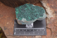 Natural Botryoidal Malachite Specimens x 6 From Tenke Fungurume, Congo