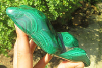 Polished Flower Banded Malachite Free Form x 1 From Congo