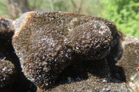 Polished Septerye Sauvage "Dragons Egg" Geode x 1 From Madagascar