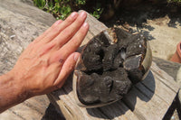 Polished Septerye Sauvage "Dragons Egg" Geode x 1 From Madagascar