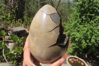 Polished Septerye Sauvage "Dragons Egg" Geode x 1 From Madagascar