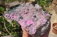 Natural Salrose Cobaltion Dolomite Specimen x 1 From Kakanda, Congo