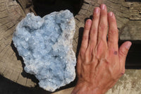 Natural Celestite Plate Specimen x 1 From Sakoany, Madagascar