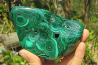 Polished Flower Banded Malachite Free Forms x 2 From Congo