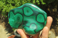 Polished Flower Banded Malachite Free Forms x 2 From Congo