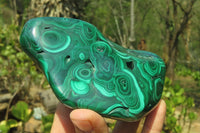 Polished Flower Banded Malachite Free Forms x 2 From Congo